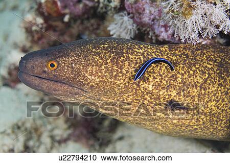 water fish large moray cleaned small black blue View Large Photo Image Stock Image - water fish large moray cleaned small black blue . Fotosearch