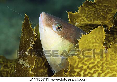 water fish male crimson banded wrasse peering View Large Photo Image Stock Image - water fish male crimson banded wrasse peering . Fotosearch