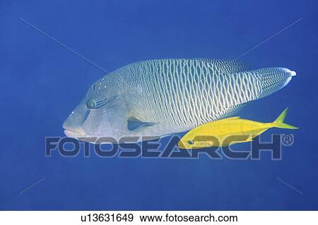 Stock Photo -  water fish maori wrasse golden trevally swimming . Fotosearch