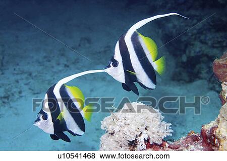 water fish pair longfinned bannerfish swimming View Large Photo Image Stock Photo - water fish pair longfinned bannerfish swimming . Fotosearch