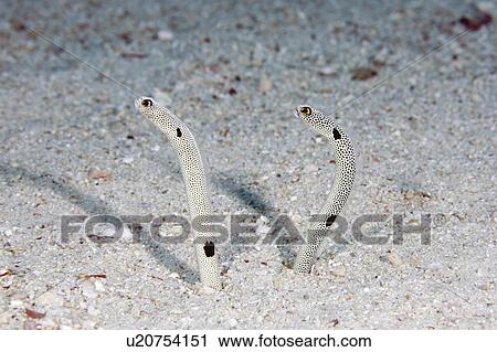 Stock Image -  water fish pair spotted garden eels partly out . Fotosearch