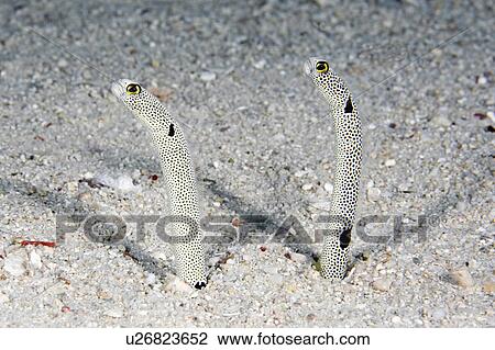 Stock Image -  water fish pair spotted garden eels partly out . Fotosearch