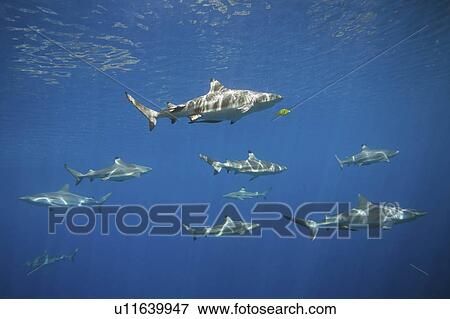 water fish school blacktip grey reef sharks View Large Photo Image Stock Photo - water fish school blacktip grey reef sharks . Fotosearch