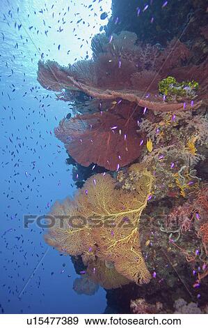 Stock Photo -  water fish school colorful sea fans reef wall . Fotosearch