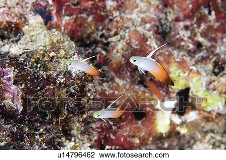 Stock Image -  water fish school fire known red goby three many . Fotosearch