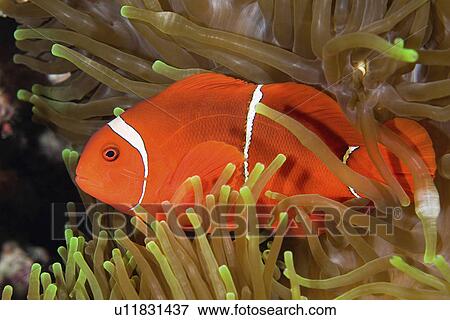 Stock Photo -  water fish spine cheek living in tentacles . Fotosearch