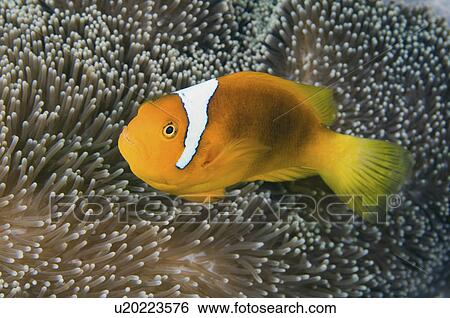 Stock Photograph -  water fish swimming in tentacles its anemone . Fotosearch