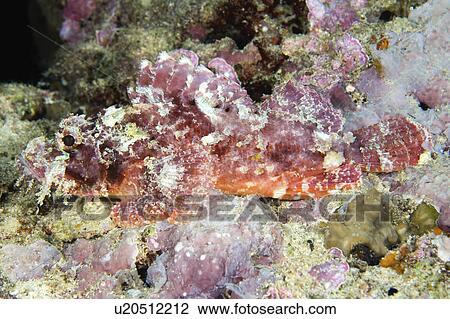 Stock Image -  water fish this substrate waits for its prey . Fotosearch