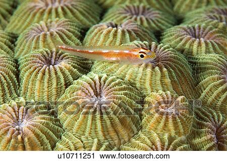 Stock Image -  water fish tiny coral or many host goby living . Fotosearch