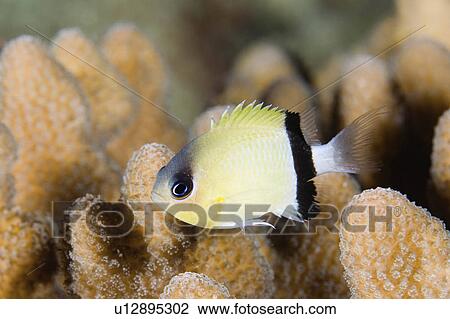 Stock Image -  water fish tiny damselfish swimming coral damsel . Fotosearch