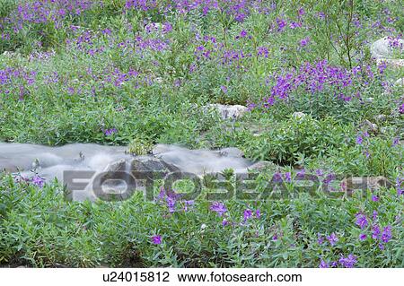 water flowers summer creek purple mount edith View Large Photo Image Stock Image - water flowers summer creek purple mount edith . Fotosearch