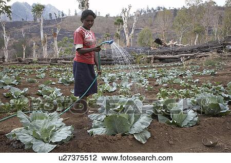 Stock Image -  water fruit timor leste vegetable garden farmed. Fotosearch