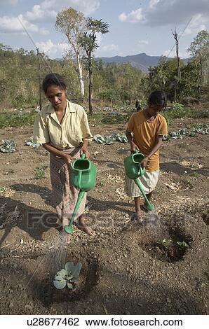 water fruit timor leste vegetable garden farmed View Large Photo Image Stock Image - water fruit timor leste vegetable garden farmed. Fotosearch