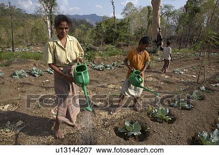 Stock Photo -  water fruit timor leste vegetable garden farmed. Fotosearch