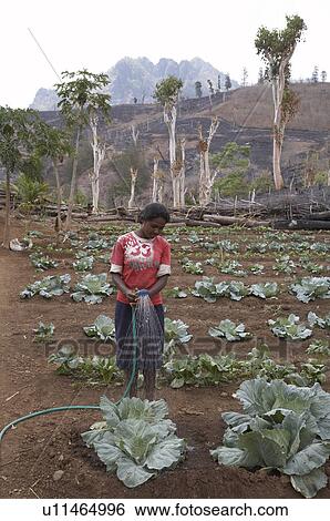 Stock Photograph -  water fruit timor leste vegetable garden farmed. Fotosearch