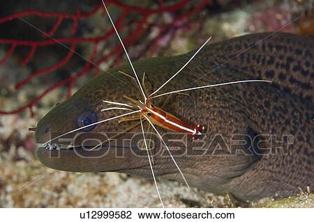 water giant moray eel cleaned cleaner shrimp View Large Photo Image Stock Image - water giant moray eel cleaned cleaner shrimp . Fotosearch