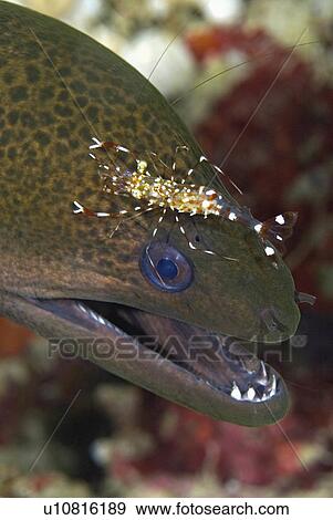 water giant moray eel cleaned cleaner shrimp View Large Photo Image Stock Photo - water giant moray eel cleaned cleaner shrimp . Fotosearch