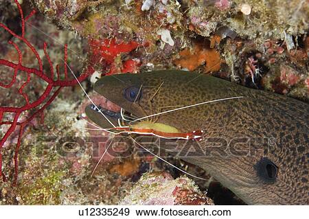 water giant moray eel having its teeth picked View Large Photo Image Stock Photo - water giant moray eel having its teeth picked . Fotosearch