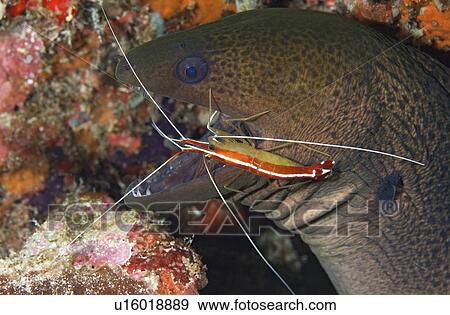 Stock Photo -  water giant moray eel having its teeth picked . Fotosearch