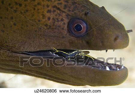 water giant moray eel having its teeth picked View Large Photo Image Stock Photograph - water giant moray eel having its teeth picked . Fotosearch