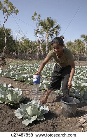 Stock Photo -  water girl home timor leste watering cabbages. Fotosearch