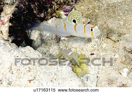 Stock Photography - water goby living in symbiotic this snapping can goby. Fotosearch