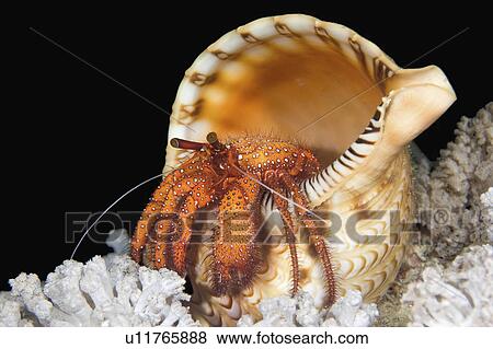 Stock Photo -  water hairy red hermit crab living in giant water . Fotosearch