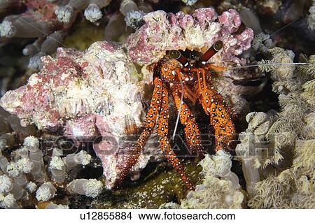 water hairy red hermit crab orange white spots  View Large Photo Image Picture -  water hairy red hermit crab orange white spots . Fotosearch