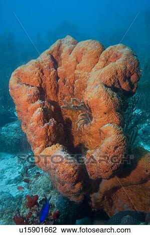 water harbour reef aruba underwater scuba View Large Photo Image Stock Image - water harbour reef aruba underwater scuba. Fotosearch