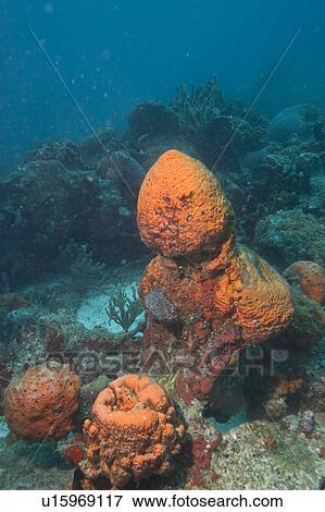 water harbour reef aruba underwater scuba View Large Photo Image Stock Photo - water harbour reef aruba underwater scuba. Fotosearch