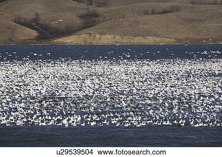 water huge flock snow geese buffalo pound lake View Large Photo Image Picture - water huge flock snow geese buffalo pound lake. Fotosearch