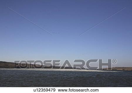 Stock Photo -  water huge flock snow geese buffalo pound lake. Fotosearch