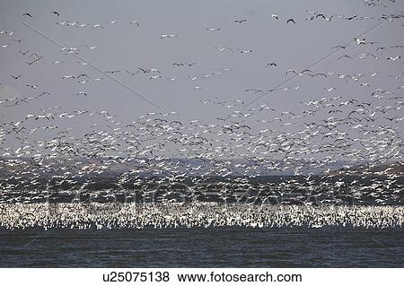 Stock Photo -  water huge flock snow geese buffalo pound lake. Fotosearch