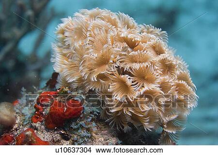 water isla de oro reef 1452 aruba underwater View Large Photo Image Picture - water isla de oro reef 1452 aruba underwater. Fotosearch