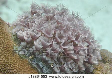 Stock Image -  water isla de oro reef aruba underwater. Fotosearch
