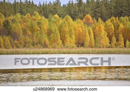 Stock Photo -  water lake in fall autumn leaves marsh plants. Fotosearch