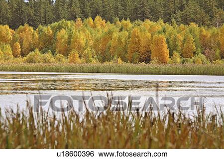 water lake in fall autumn leaves marshland marsh View Large Photo Image Stock Photograph - water lake in fall autumn leaves marshland marsh. Fotosearch