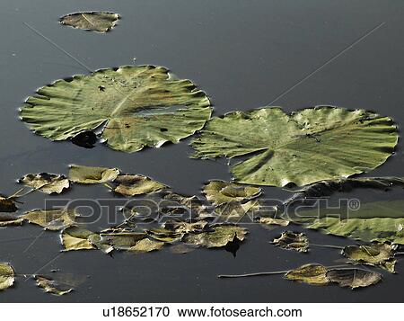 Stock Image -  water leaf floating leaves drijvend blad away. Fotosearch