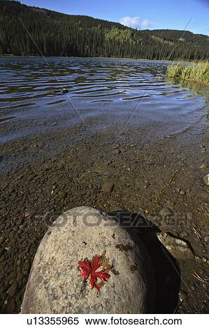 water leaf rock twin lakes in scenic alberta red View Large Photo Image Stock Photography - water leaf rock twin lakes in scenic alberta red. Fotosearch