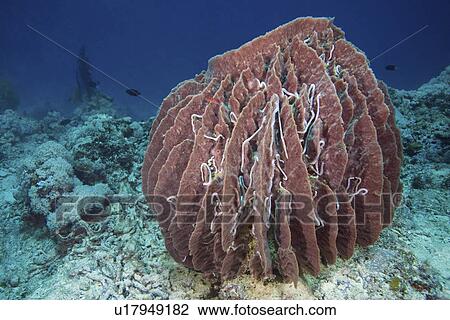 water many or sea cucumbers living surface huge View Large Photo Image Stock Image - water many or sea cucumbers living surface huge . Fotosearch