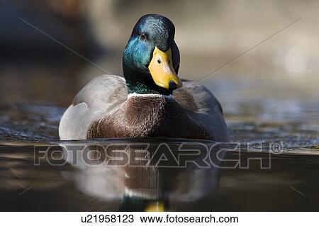 Stock Image -  water nature drake mallard duck swimming bird. Fotosearch