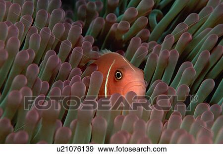 Stock Photo -  water nature fish amphiprion anemone animal cute. Fotosearch