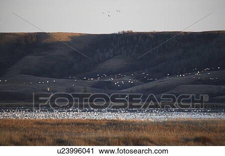 water nature snow geese nicolle flats in scenic View Large Photo Image Stock Image - water nature snow geese nicolle flats in scenic. Fotosearch