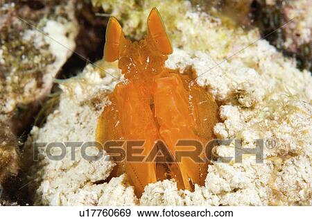 water orange mantis shrimp peering out View Large Photo Image Stock Photo - water orange mantis shrimp peering out . Fotosearch