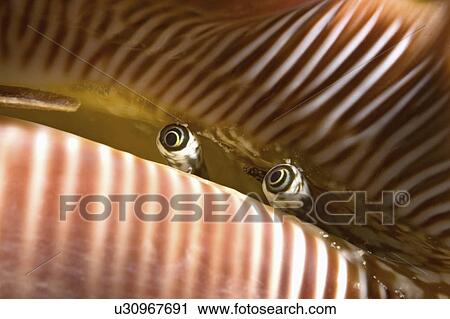 water pattern tiny eyes spider shell mantle water View Large Photo Image Stock Image - water pattern tiny eyes spider shell mantle water . Fotosearch