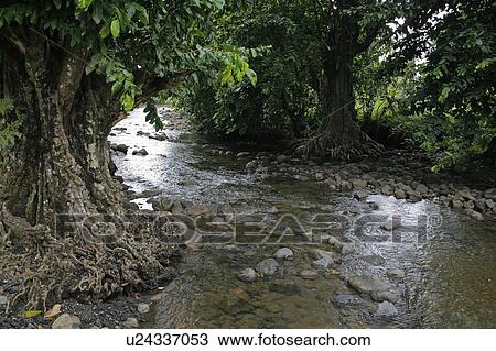 water people person fiji fresh stream taveuni View Large Photo Image Stock Image - water people person fiji fresh stream taveuni. Fotosearch