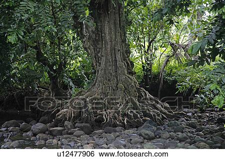 water people person fiji fresh stream taveuni View Large Photo Image Stock Photograph - water people person fiji fresh stream taveuni. Fotosearch
