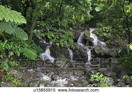 Stock Photography -  water people person fiji fresh stream taveuni. Fotosearch