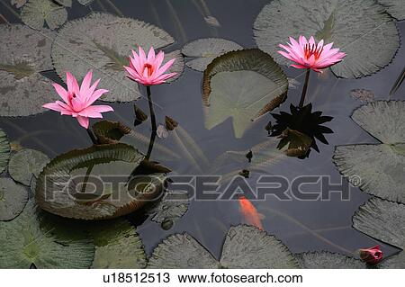 Stock Image -  water people person indonesia lillies goldfish . Fotosearch