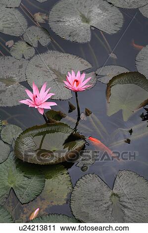 water people person indonesia lillies goldfish View Large Photo Image Stock Image - water people person indonesia lillies goldfish . Fotosearch